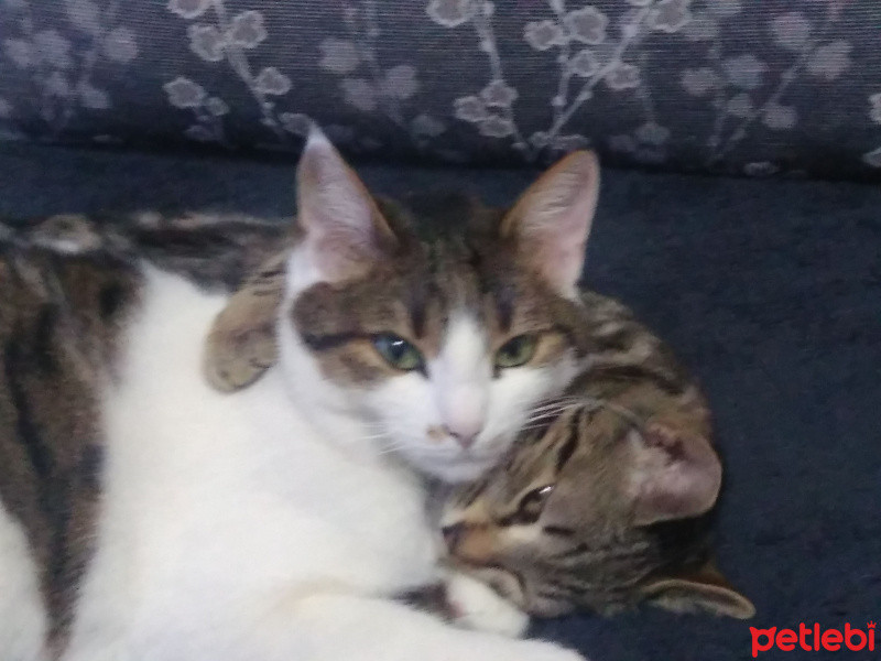 Soke, Kedi  leyla fotoğrafı