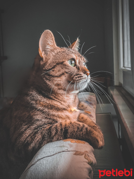 Tekir Kedi, Kedi  Lucy fotoğrafı