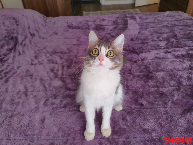 Tekir Kedi, Kedi  Maya fotoğrafı