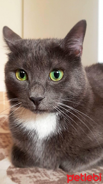 Mavi Rus, Kedi  Gli (Gri) fotoğrafı