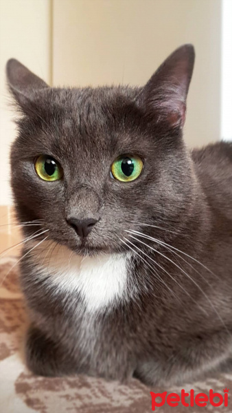 Mavi Rus, Kedi  Gli (Gri) fotoğrafı