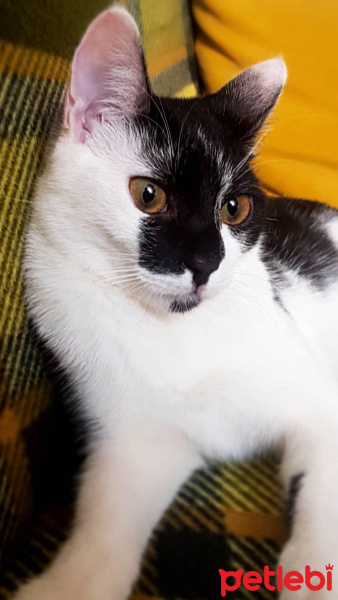 Tuxedo (Smokin) Kedi, Kedi  Pati fotoğrafı