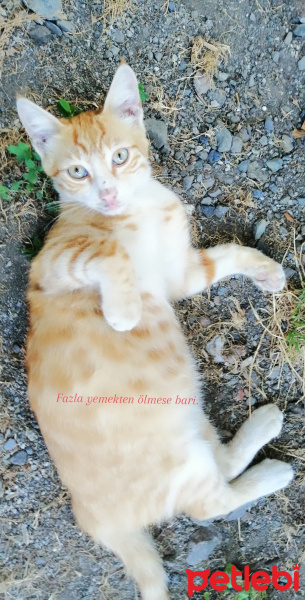 Soke, Kedi  Boncuk fotoğrafı