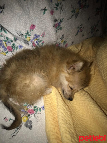 Pomeranyalı, Köpek  CANDY fotoğrafı