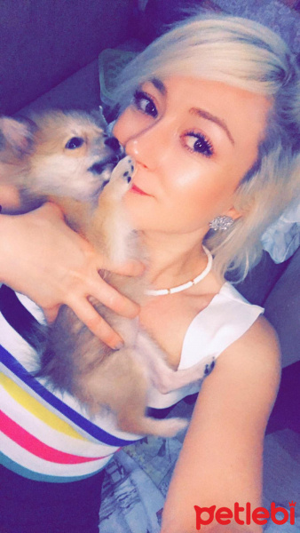 Pomeranyalı, Köpek  CANDY fotoğrafı