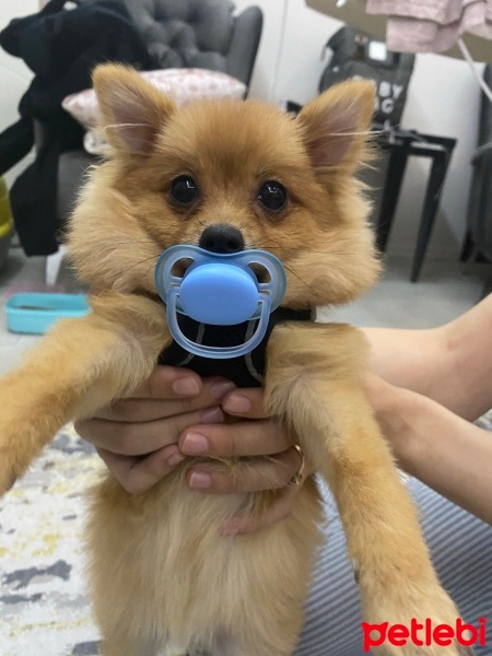 Pomeranyalı, Köpek  CANDY fotoğrafı