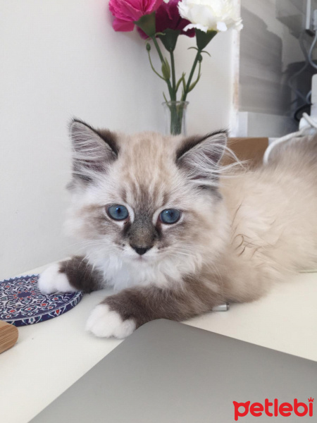 Birman, Kedi  Paşa fotoğrafı