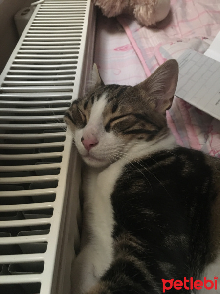 Tekir Kedi, Kedi  Çakıl fotoğrafı