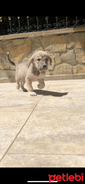Sokö (Sokak Köpeği), Köpek  Şanslı fotoğrafı