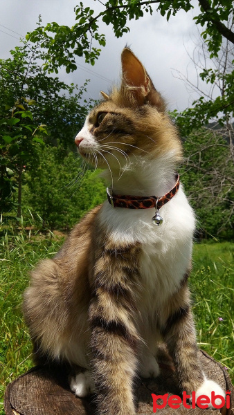 Sibirya Kedisi, Kedi  Şila fotoğrafı