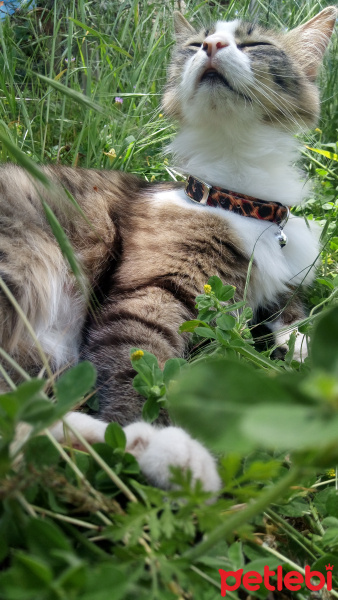 Sibirya Kedisi, Kedi  Şila fotoğrafı