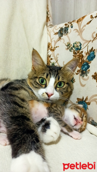 Sibirya Kedisi, Kedi  Şila fotoğrafı