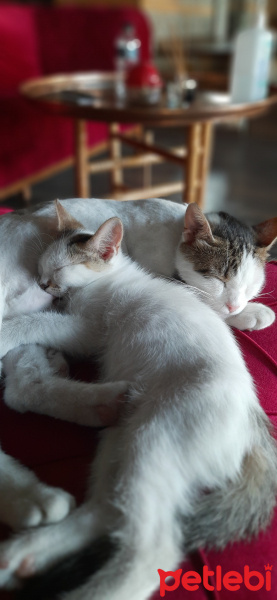 Tekir Kedi, Kedi  Fındık fotoğrafı