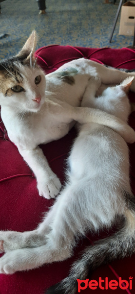 Tekir Kedi, Kedi  Fındık fotoğrafı