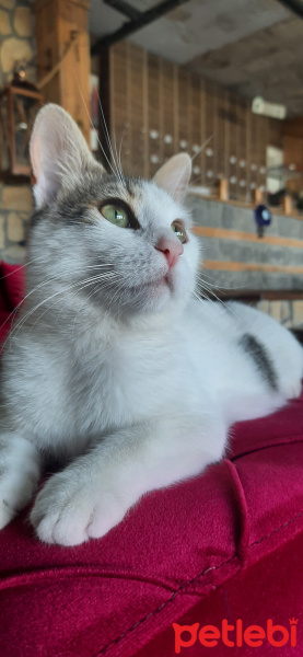 Tekir Kedi, Kedi  Fındık fotoğrafı