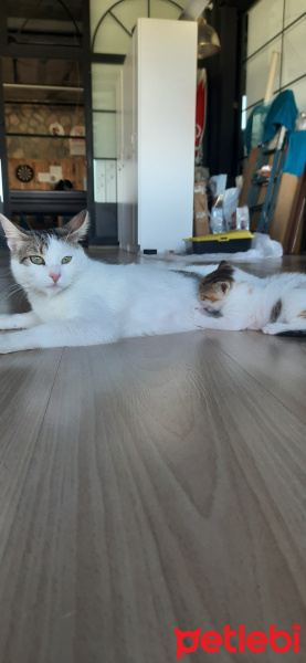 Tekir Kedi, Kedi  Fındık fotoğrafı