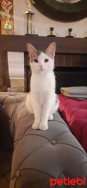 Tekir Kedi, Kedi  Fındık fotoğrafı