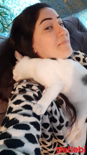 Tekir Kedi, Kedi  Fındık fotoğrafı