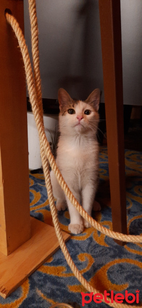 Tekir Kedi, Kedi  Fındık fotoğrafı