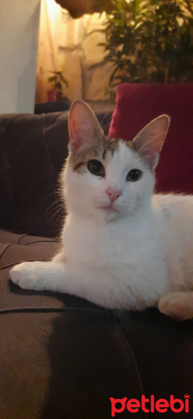 Tekir Kedi, Kedi  Fındık fotoğrafı