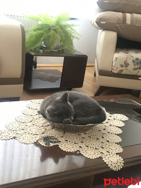 British Shorthair, Kedi  Rıfkı fotoğrafı