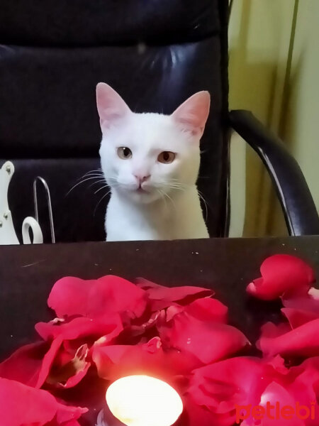 Tekir Kedi, Kedi  Hürrem fotoğrafı