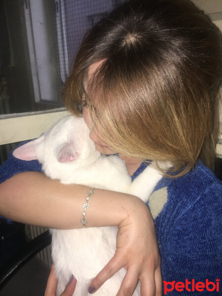 Tekir Kedi, Kedi  Hürrem fotoğrafı