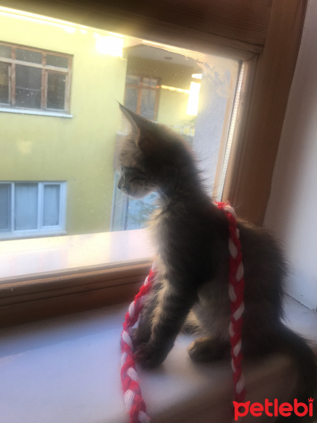 Tekir Kedi, Kedi  BALIM fotoğrafı