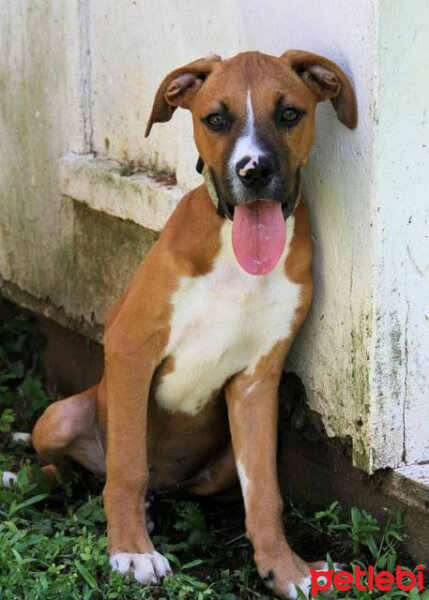 Boxer, Köpek  Cookie fotoğrafı