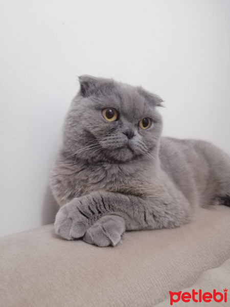 Scottish Fold, Kedi  Duman fotoğrafı