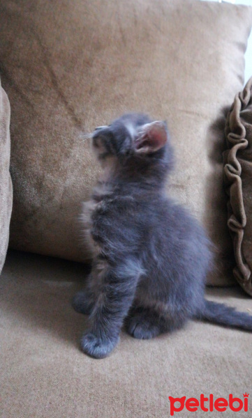 British Shorthair, Kedi  Yavru fotoğrafı