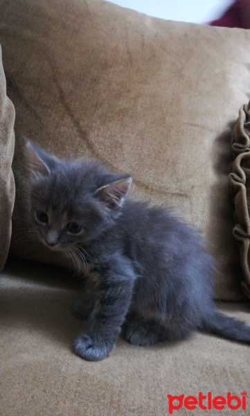 British Shorthair, Kedi  Yavru fotoğrafı