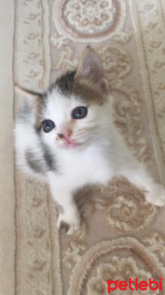 Tekir Kedi, Kedi  BELLA fotoğrafı