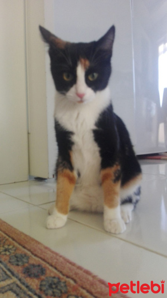 Tekir Kedi, Kedi  Tina fotoğrafı