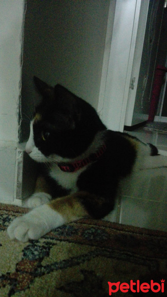 Tekir Kedi, Kedi  Tina fotoğrafı