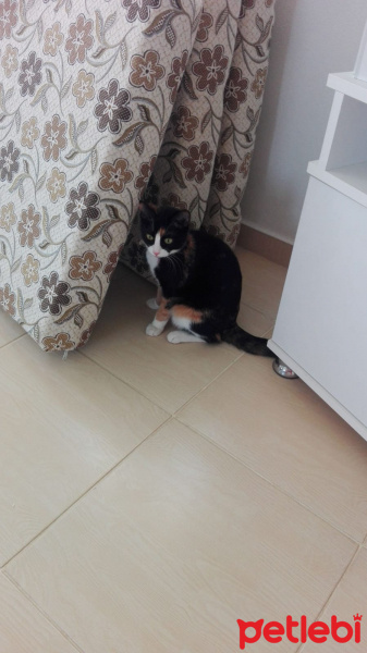 Tekir Kedi, Kedi  Tina fotoğrafı
