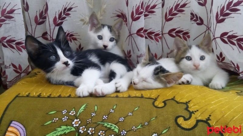 Van Kedisi, Kedi  Kedi fotoğrafı