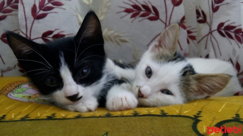 Van Kedisi, Kedi  Kedi fotoğrafı