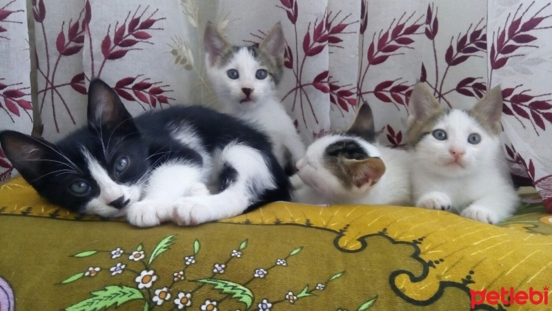 Van Kedisi, Kedi  Kedi fotoğrafı