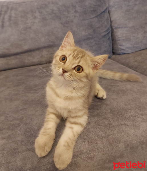 British Shorthair, Kedi  Kobeözdoğan fotoğrafı