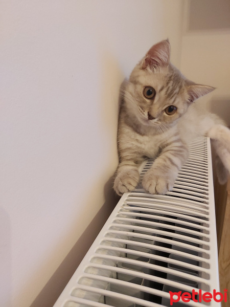 British Shorthair, Kedi  Kobeözdoğan fotoğrafı