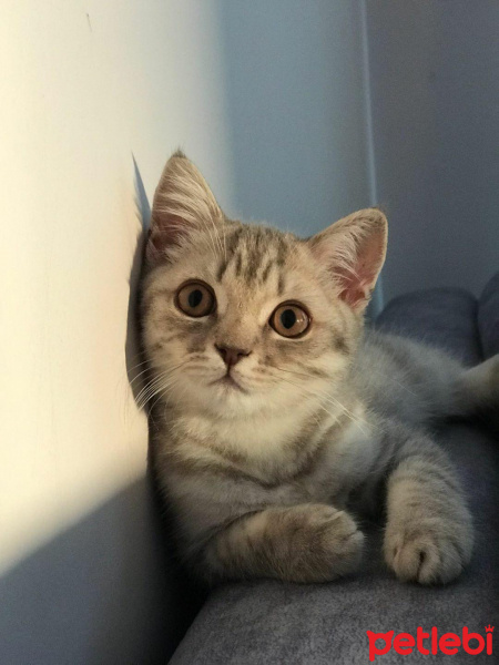 British Shorthair, Kedi  Kobeözdoğan fotoğrafı