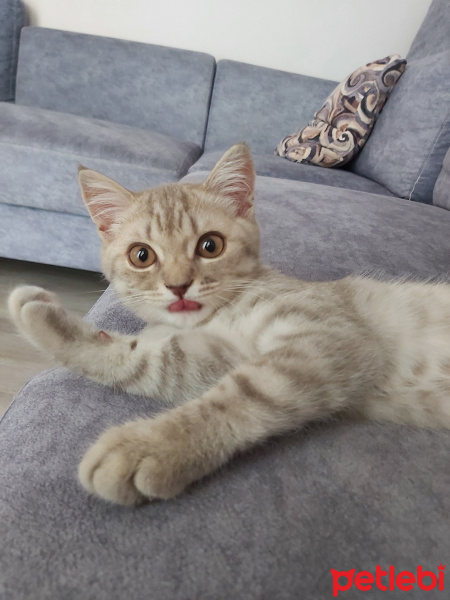 British Shorthair, Kedi  Kobeözdoğan fotoğrafı