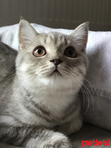 British Shorthair, Kedi  Kobeözdoğan fotoğrafı