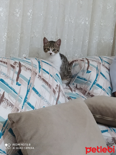 Tekir Kedi, Kedi  Boncuk fotoğrafı