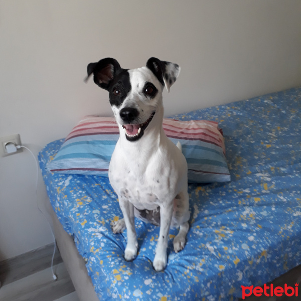 Jack Russell Terrier, Köpek  Mathilda fotoğrafı