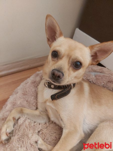 Chihuahua, Köpek  Kuki fotoğrafı