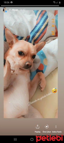 Chihuahua, Köpek  Kuki fotoğrafı