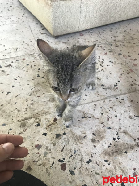 Tekir Kedi, Kedi  Duman fotoğrafı