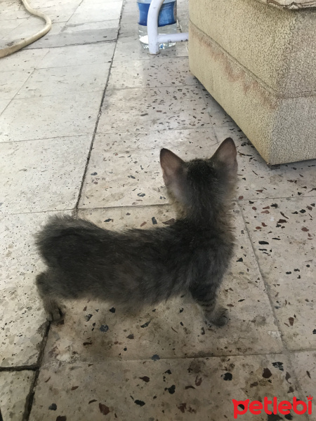 Tekir Kedi, Kedi  Duman fotoğrafı